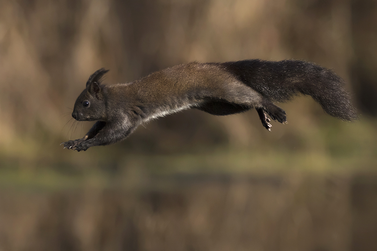 Scoiattolo “volante” Deltafoto di Giancarlo Neccia